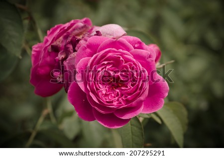 Damask rose, vintage flower