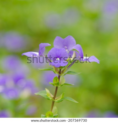 Blue Hawaii flower (Brazilian Snapdraon)
