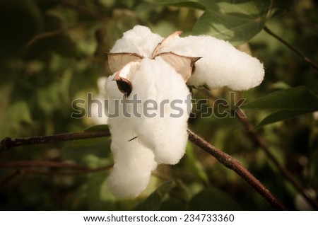 cotton Plant , vintage cotton