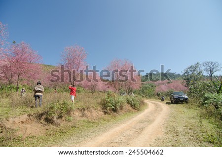 LOEI THAILAND - JANUARY 17 : Tourists happy with your visit wild himalayan cherry blossom at phu lomlo moutain at Loei, Thailand on January 17, 2015