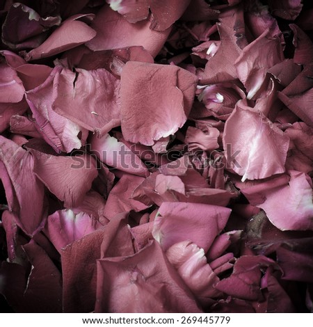 rose petals background , vintage rose
