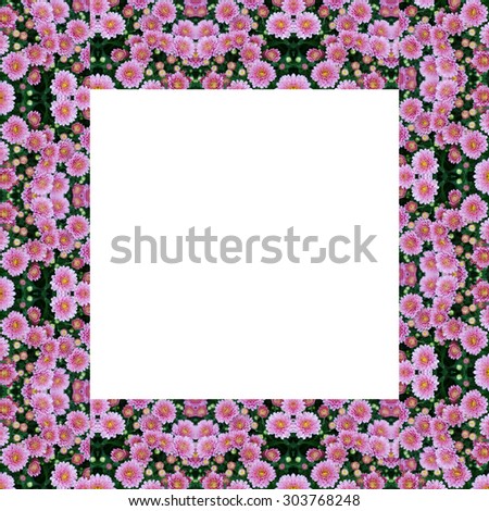 Beautiful flowers of chrysanthemums frame on white background
