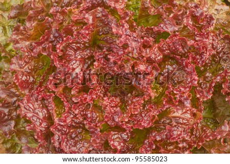 photo of a delicious fresh red  salad pattern background