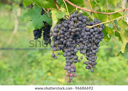 Purple grapes growing on vine