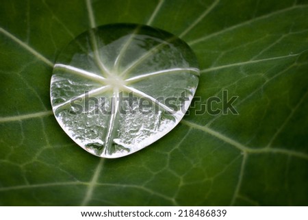 drop of the rain water on the leaf