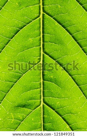 Green Leaf extreme Close-up.