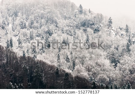 Mountain woods under the snow