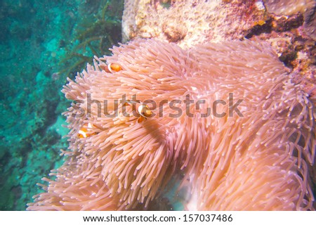 Clown fish in magnificent anemone on the coral reef