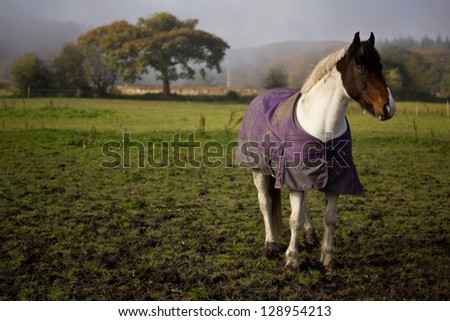 Horse In Field