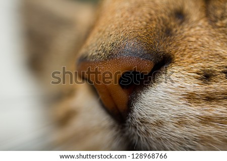 Cats Nose Macro
