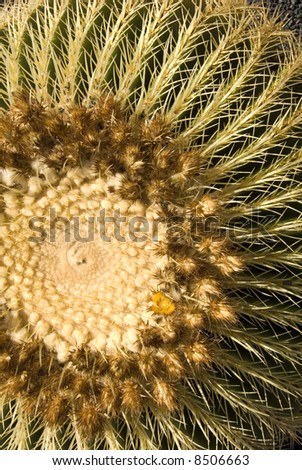 the top of a barrel cactus with a flower