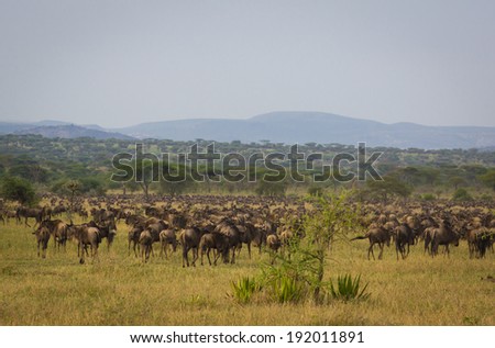 great migration of wild beasts in serengeti