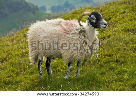 cumbrian sheep