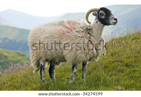 Swaledale breed of sheep in the Cumbrian hills of the Lake District in England.