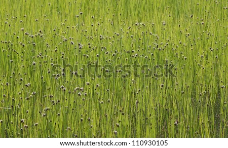 Organic background texture of bright green grass.