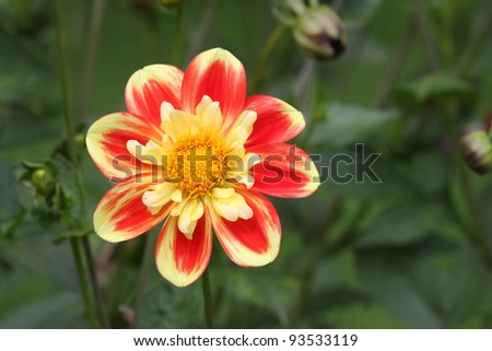Beautiful flower in red and yellow shines like a sun.
