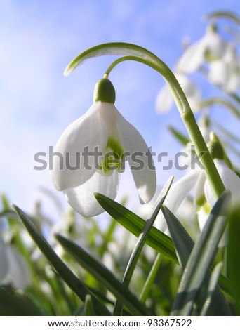 Spring Flowers called snowdrops.