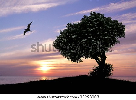Tranquil silhouette image of a beautiful tree with white flowers in the sunset.