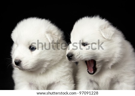 Black Samoyed Puppies