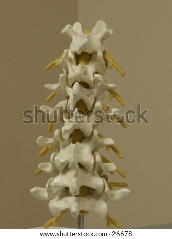the human spine