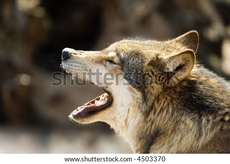 the portrait of wild baying ashen wolf with winking eyes