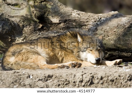 laing and sleeping wild ashen wolf from ZOO - early spring