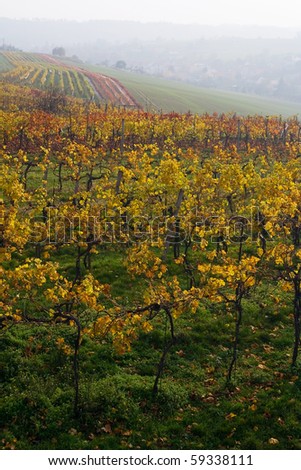the vari-coloured fall vineyard in Moravia