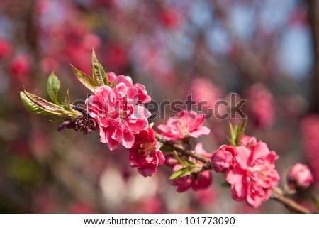 This is a picture of plum flowers is typical of the spring flower of Japan.