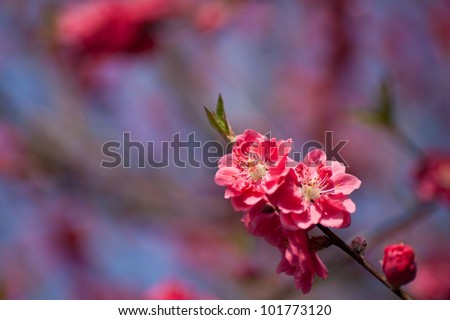 This is a picture of plum flowers is typical of the spring flower of Japan.