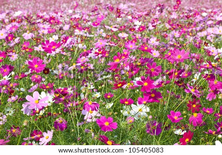 This is a picture of the cosmos garden was taken in the autumn of last year.