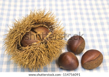 This is a photo of chestnuts that I have picked up in the fall.