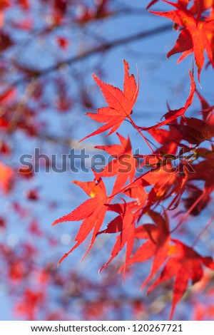 the maple leaves