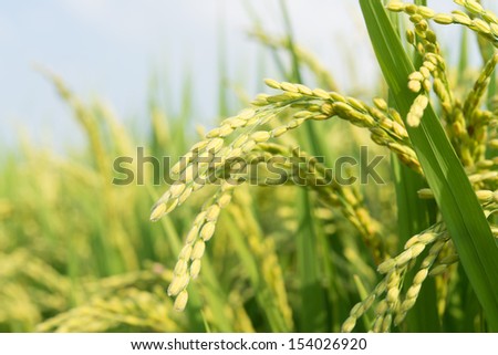 rice ripe