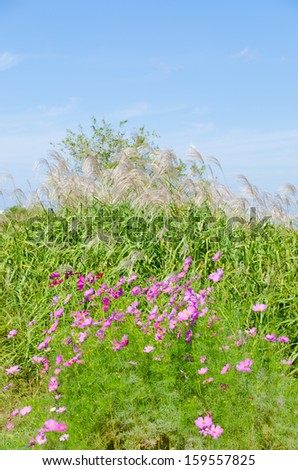 cosmos flowers and silver grass