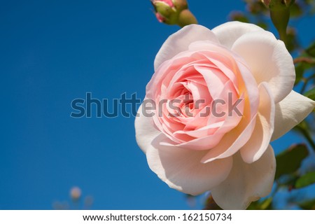 a pink rose and blue sky