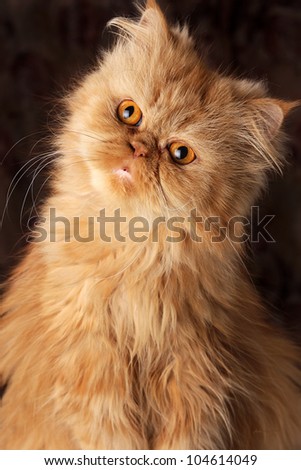 surprised Persian cat on a dark background