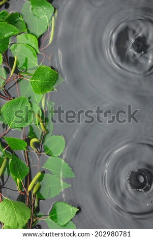 Green birch leaves in the water in the rain, with space for your text