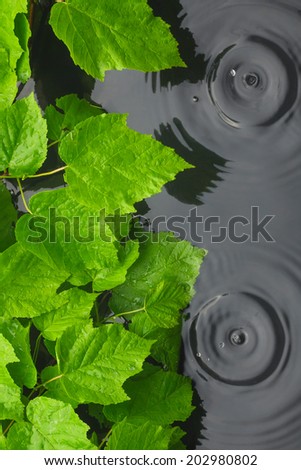 Green leaves in water  in the rain, with space for your text