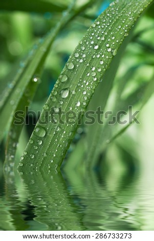 Close-up of a leaf and water drops on it background, with reflection in water