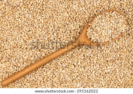 Wooden spoon with pearl barley, lies on pearl barley
