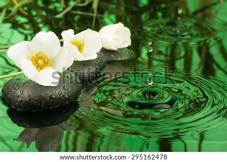 Beautiful white flowers among the black stones  in the rain, as background