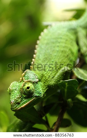 Female Jackson\'s Chameleon (Trioceros jacksonii) climbs down a branch.