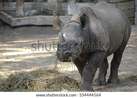 Rhinoceros, called rhino, is a big mammal.