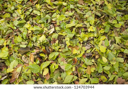 Soil full of green leaves falling from trees in autumn