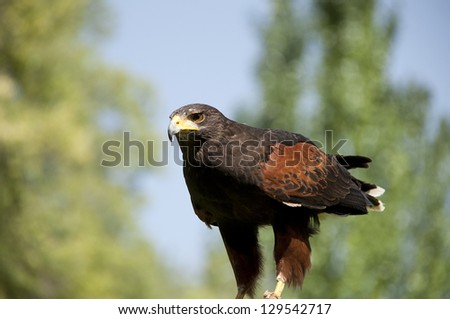 View of Harris Hawk (Parabuteo unicinctus) in captivity. It is a medium-large bird of prey which breeds from the southwestern United States south to Chile and central Argentina