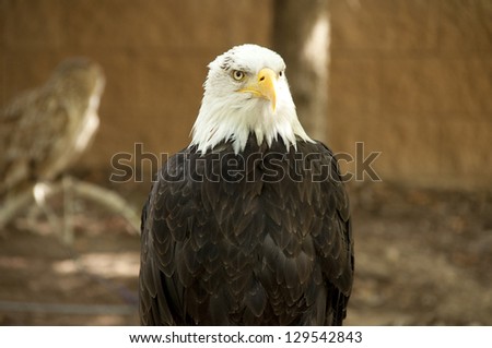 View of a  Bald Eagle (Haliaeetus leucocephalus). It lives in Canada, Alaska, United States, and northern Mexico