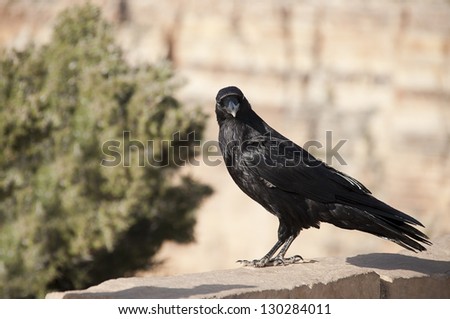The Common Raven (Corvus corax), also known as the Northern Raven, is a large, all-black bird.