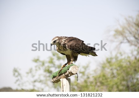 View of a  Common Buzzard, Buteo buteo, in a in a birds of prey exhibition. It  is a medium to large bird of prey, whose range covers most of Europe and extends into Asia.