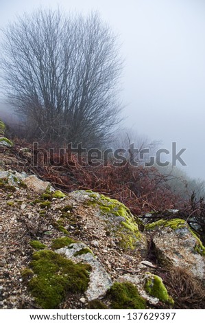 Winter landscape in the foreground rocks with moss, in the background a tree hidden by fog