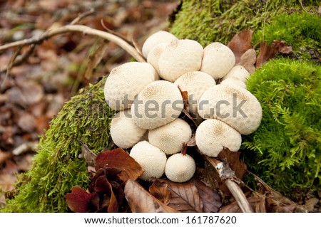Close-up of a fungus called Common Puffball (Lycoperdon Perlatum)